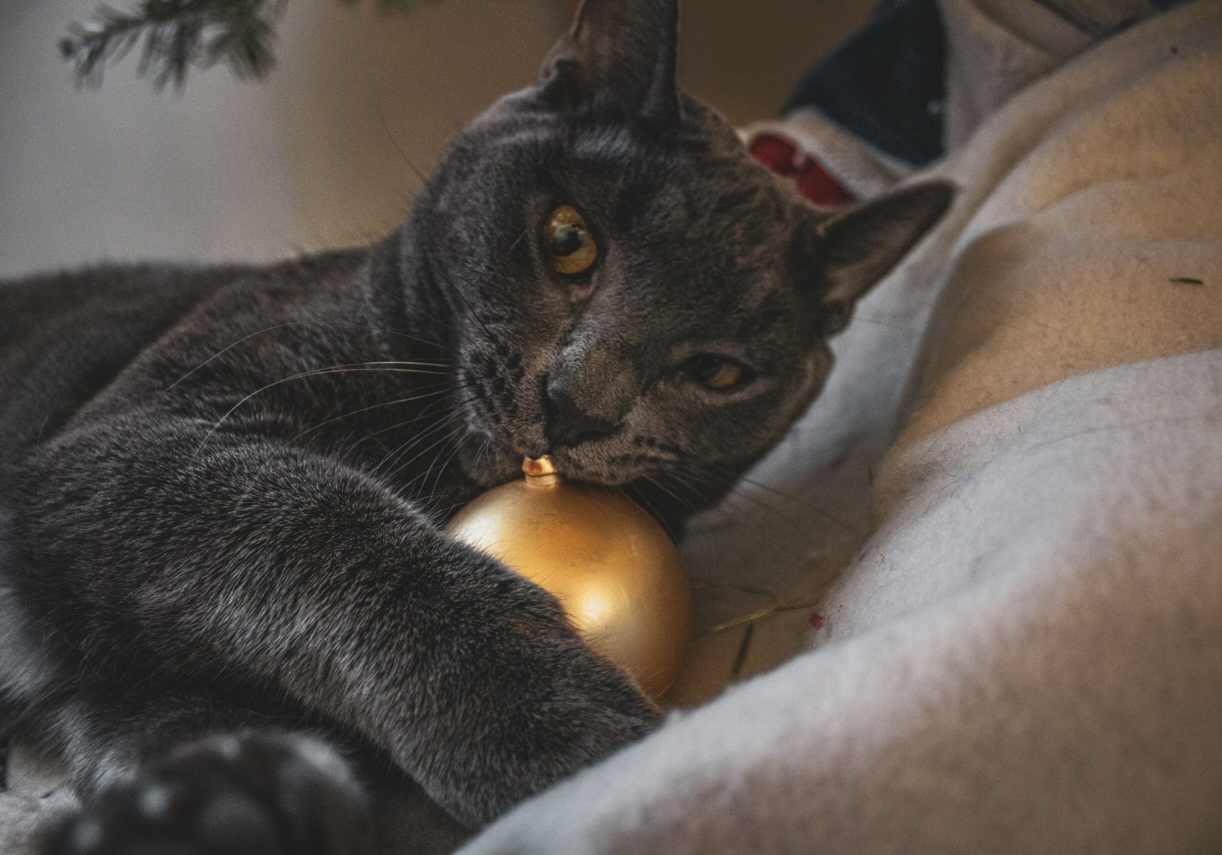 jason-mayer-7xLapx7L0ao-unsplash